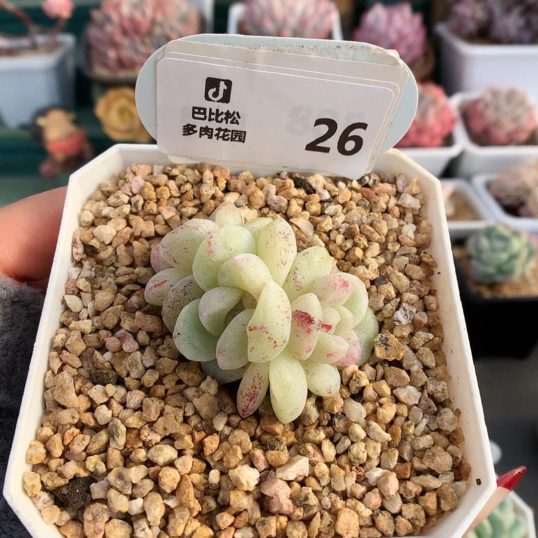 26三头白透冰玉石化多肉植物