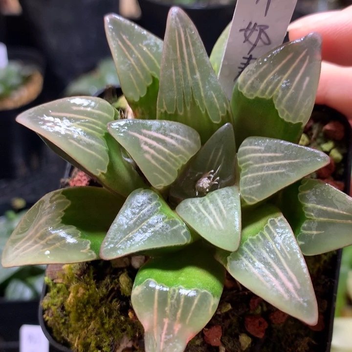 牛奶寿一物一拍带盆