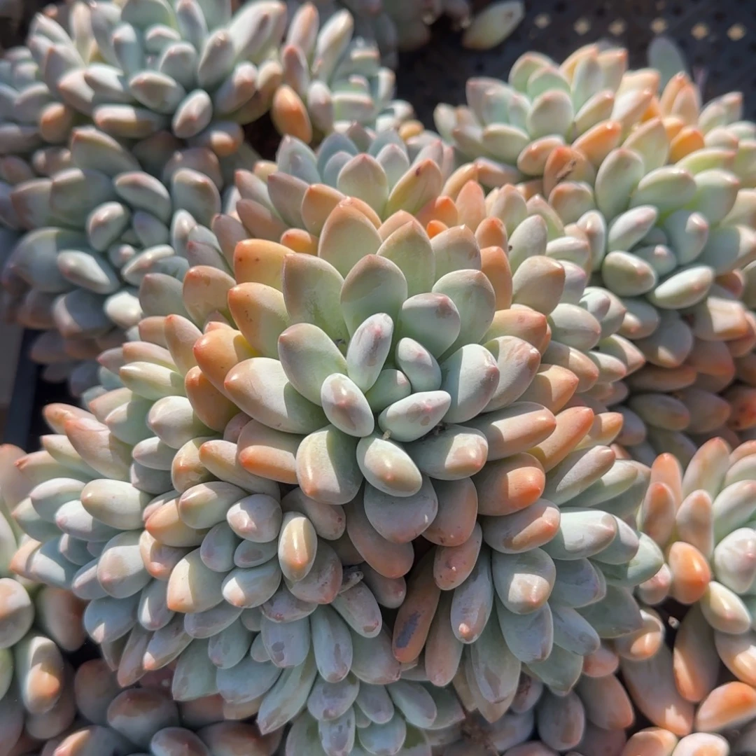 香水老桩多肉五十包邮老桩