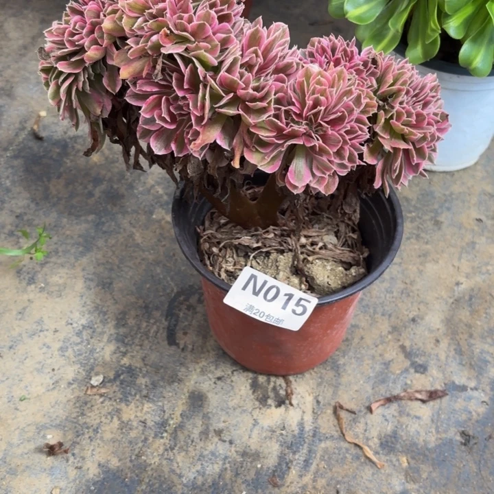 瑞妈多肉园艺015女巫缀