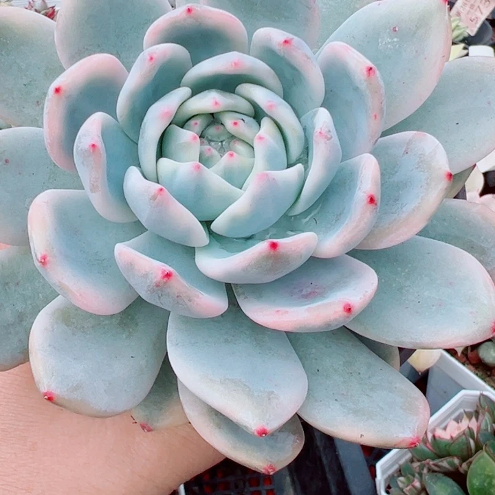 橙子锦多肉植物多肉