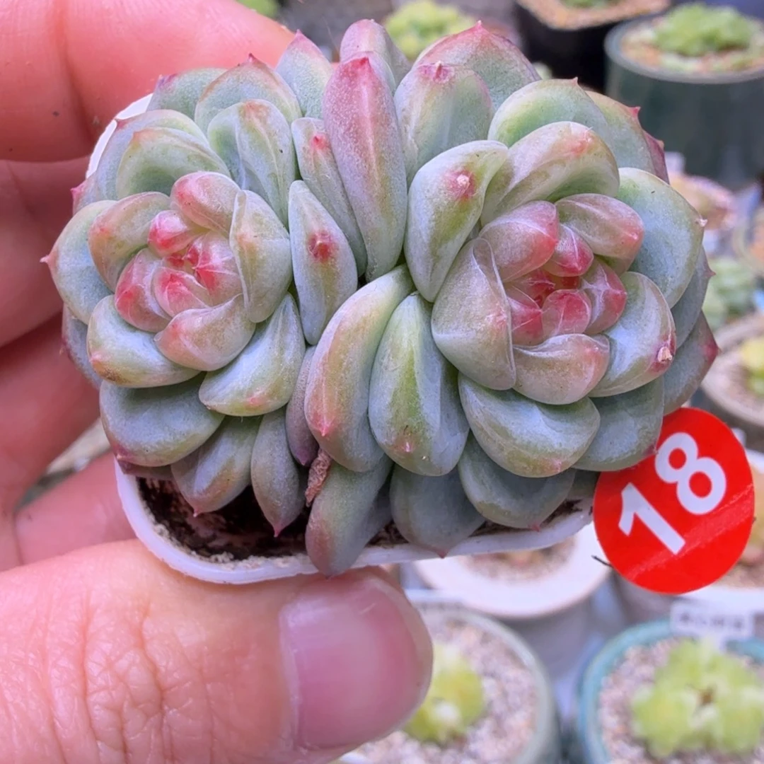 18号甜心146一物一拍