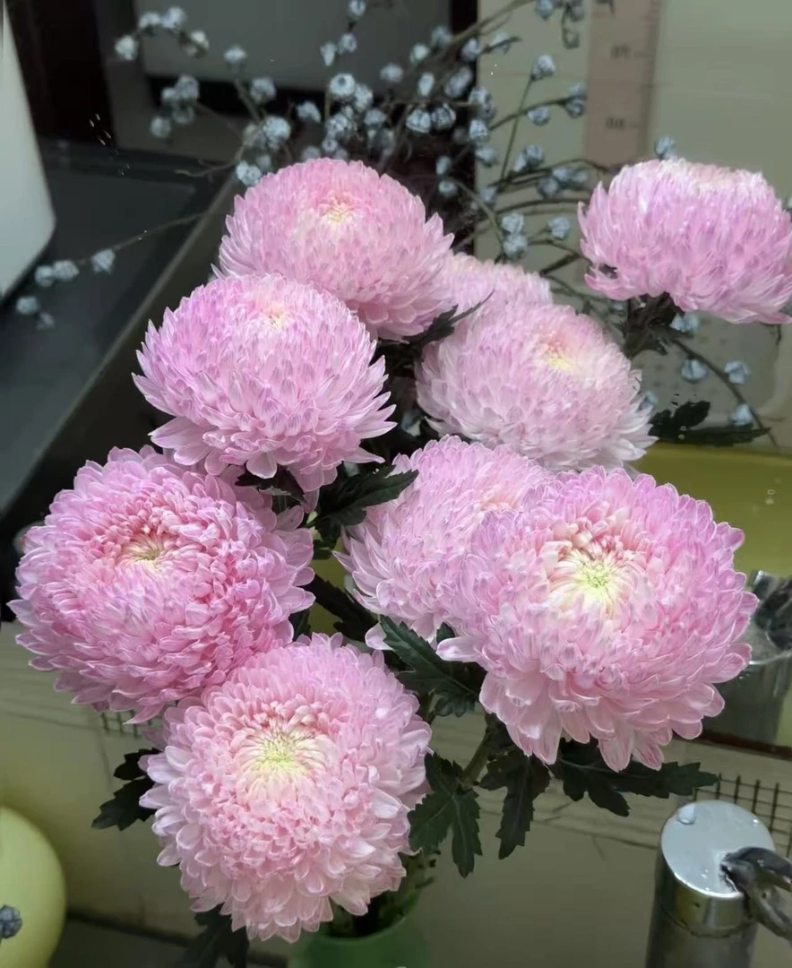 【全疆京东包邮】牡丹菊5枝（紫色，粉色，青花瓷）