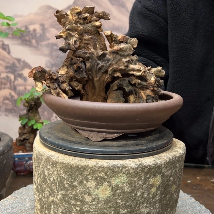 1***3无花朵金丝红木羊蹄甲