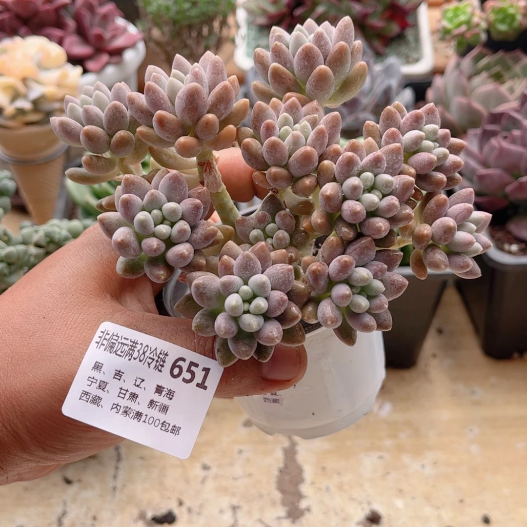 651星戴露德华多肉