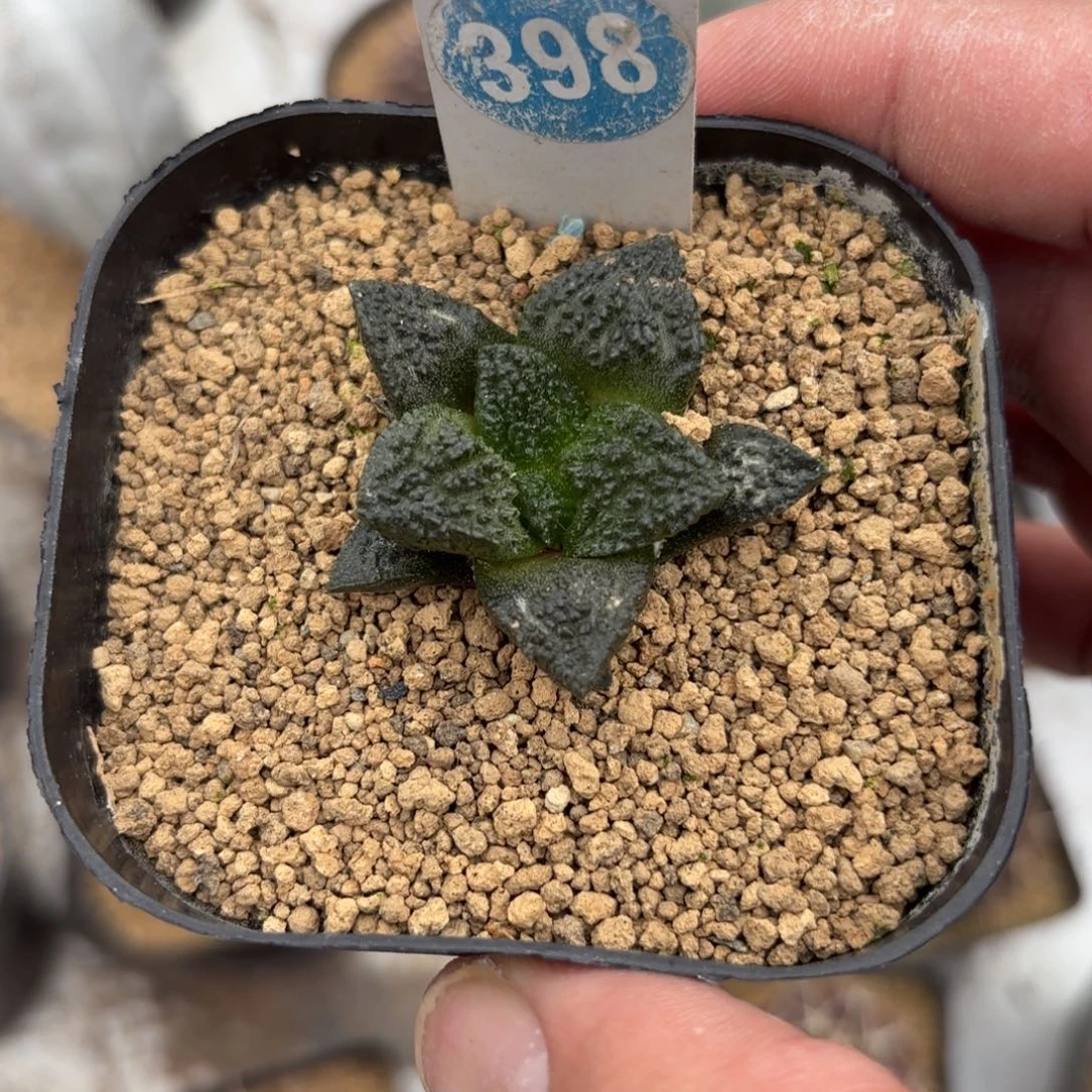 398实生龟甲牡丹带盆带土