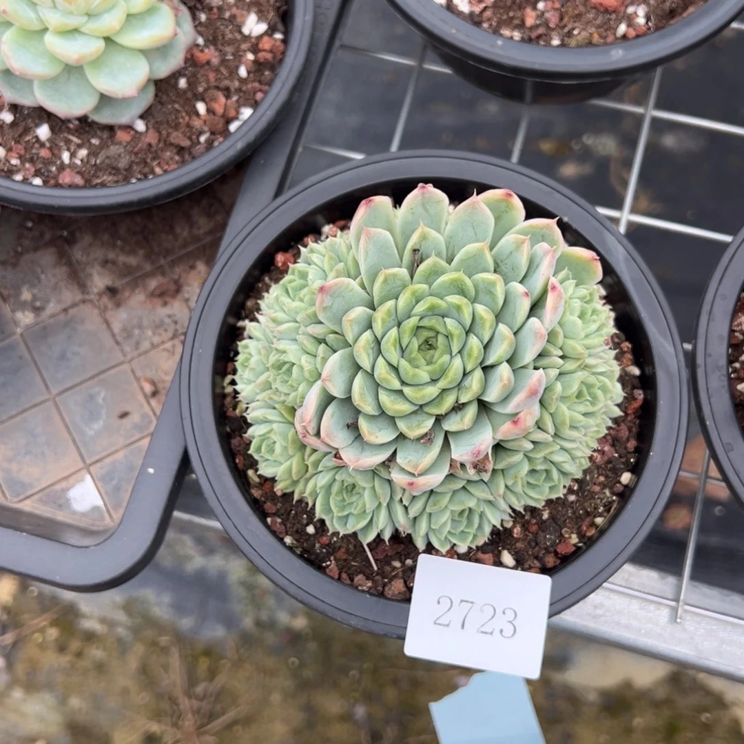 黄***牛2723肉肉肉肉肉肉肉