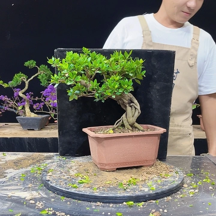 无花朵栀子花花开四季