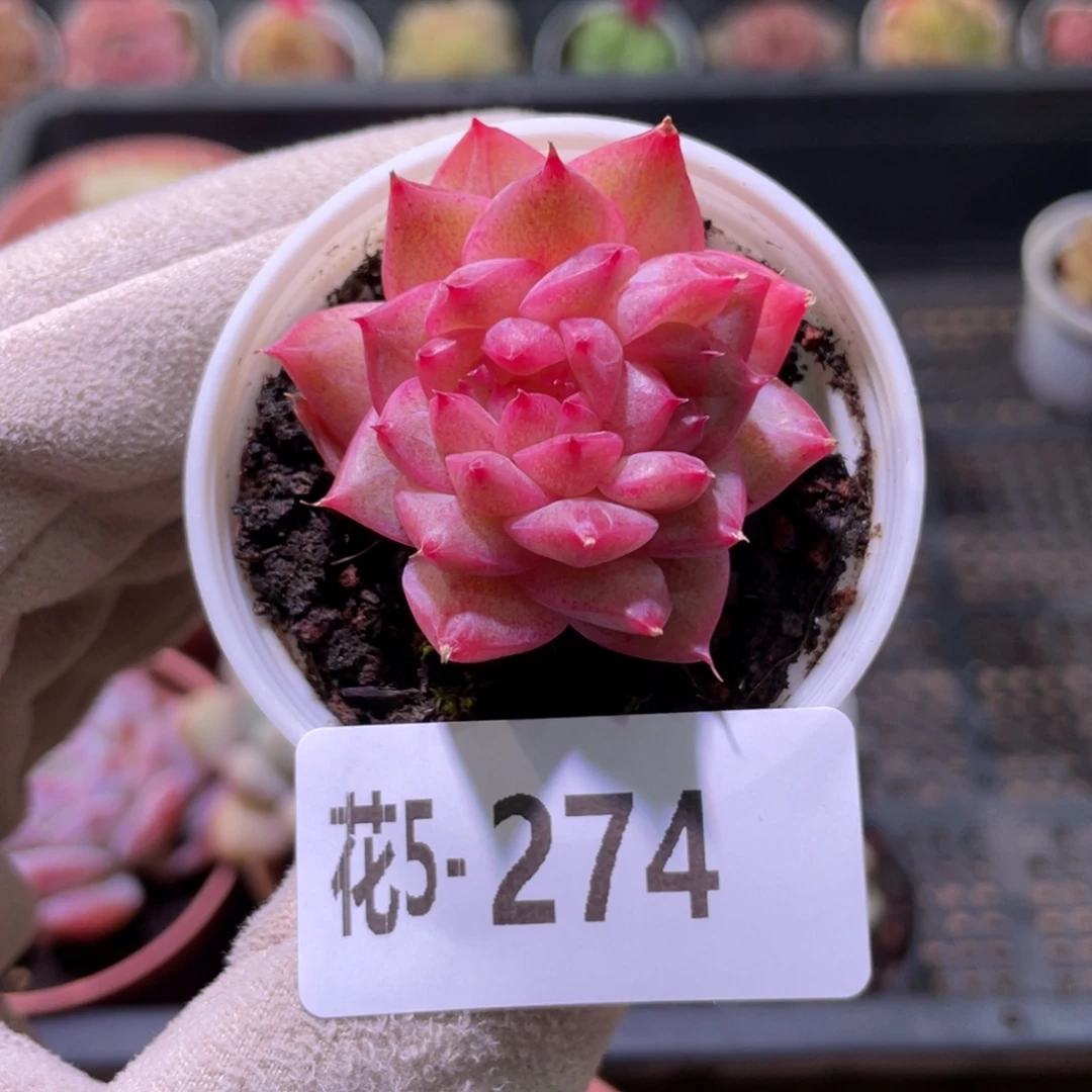 花利美5-274新品双心