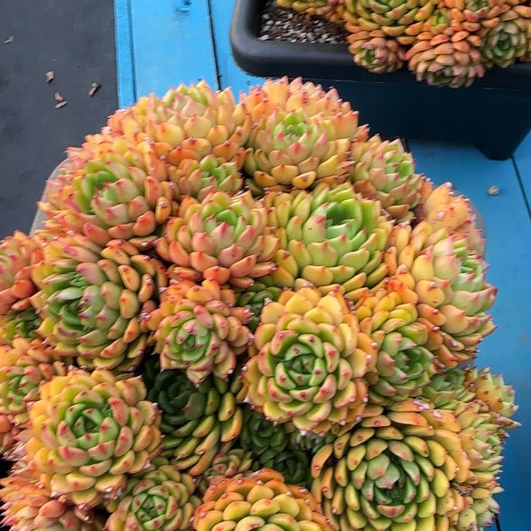 25-5 油画多肉寄养 444