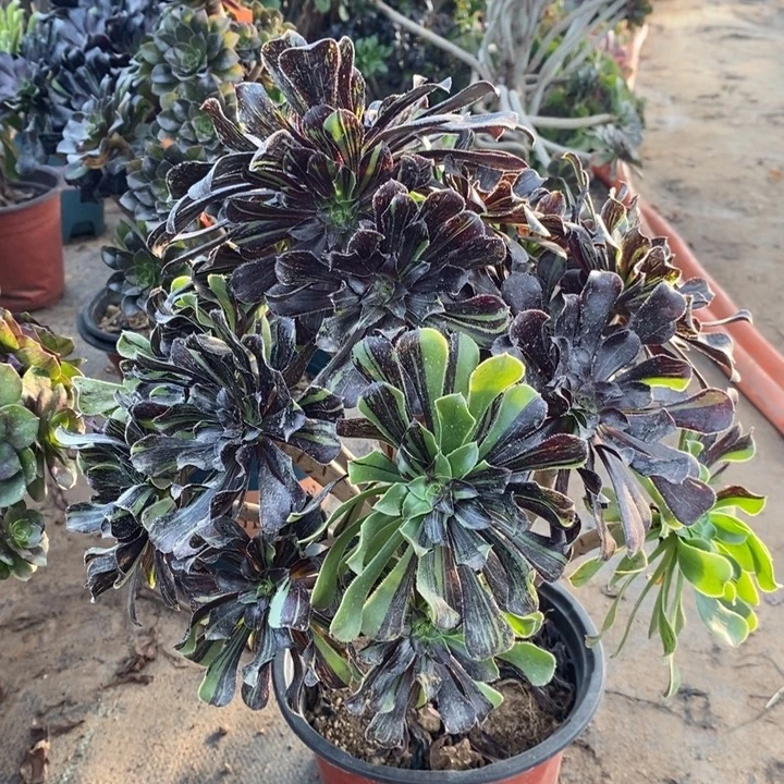 水墨丹青多肉植物17。