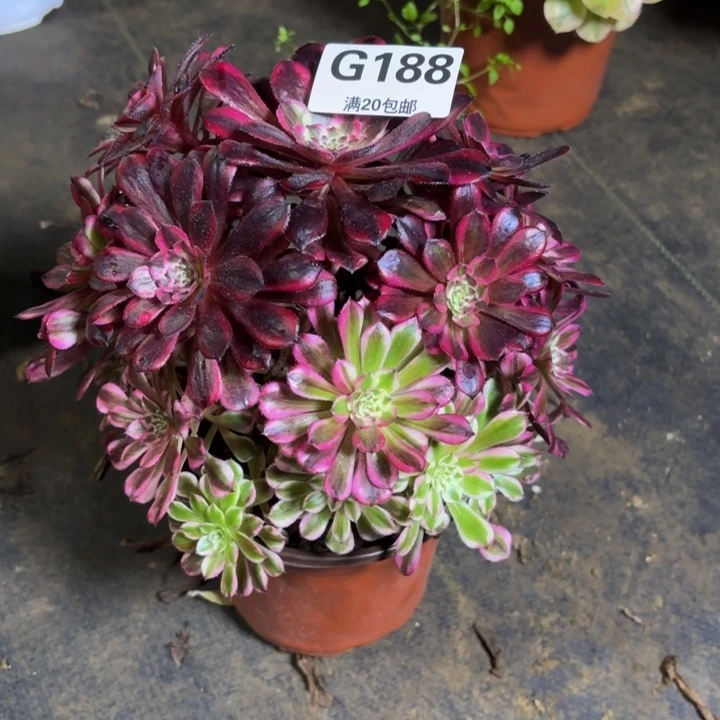 瑞妈，，。。。。188同花顺，