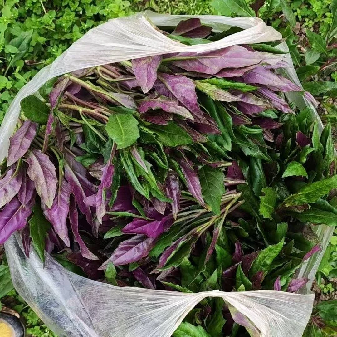四川农家自种新鲜血皮菜紫背菜观音菜当季蔬菜