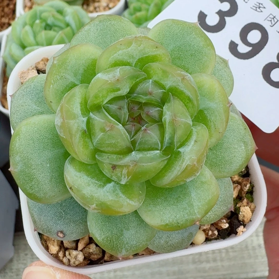 宽叶透体珍妮            精美多肉植物