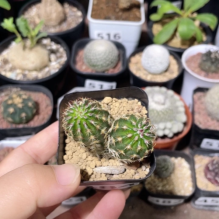 484实生青花虾双头