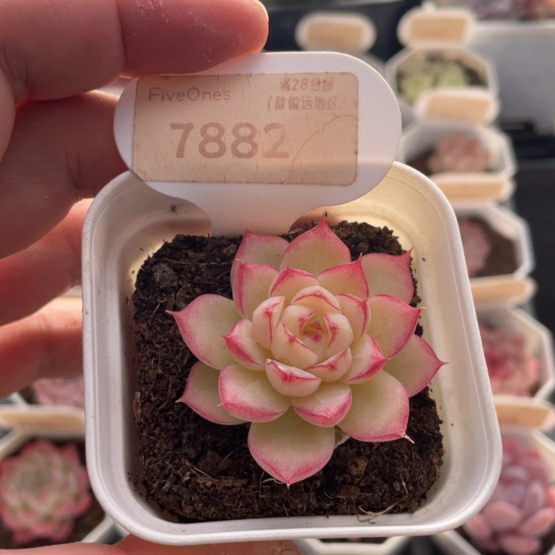 女王7882-4.5厘米