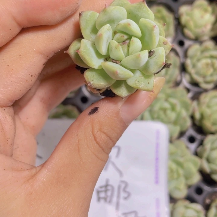 55精品TP  2颗一组