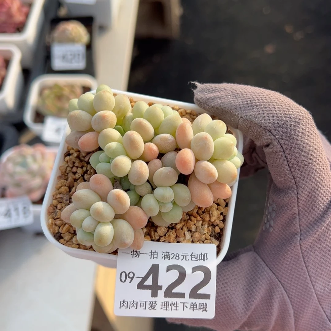 珍妮手指多肉多肉多肉