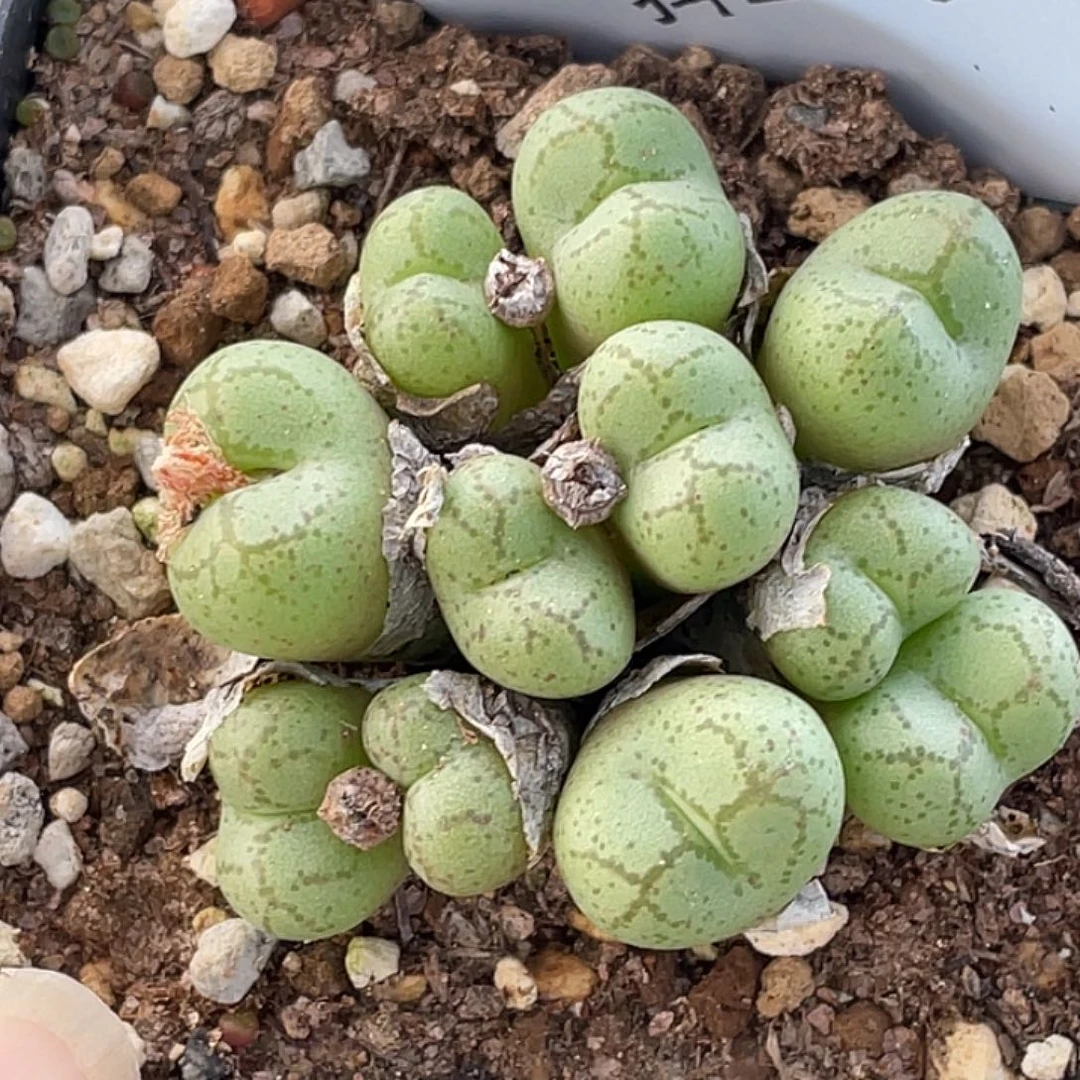 2-76猴多肉植物肉锥