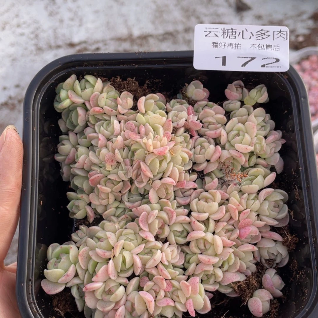 云糖心多肉植物172