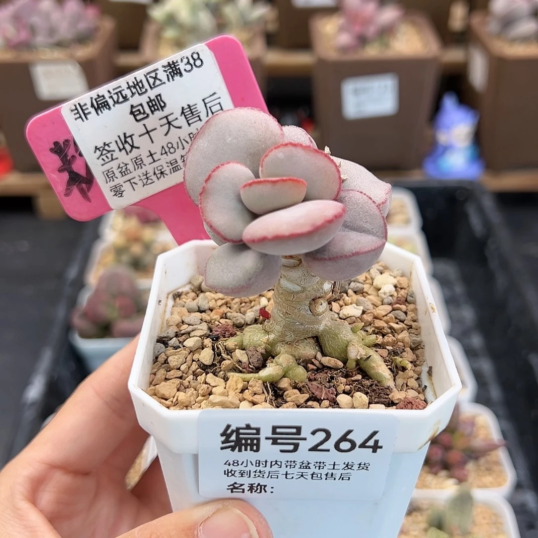 264白肌红蛋多肉