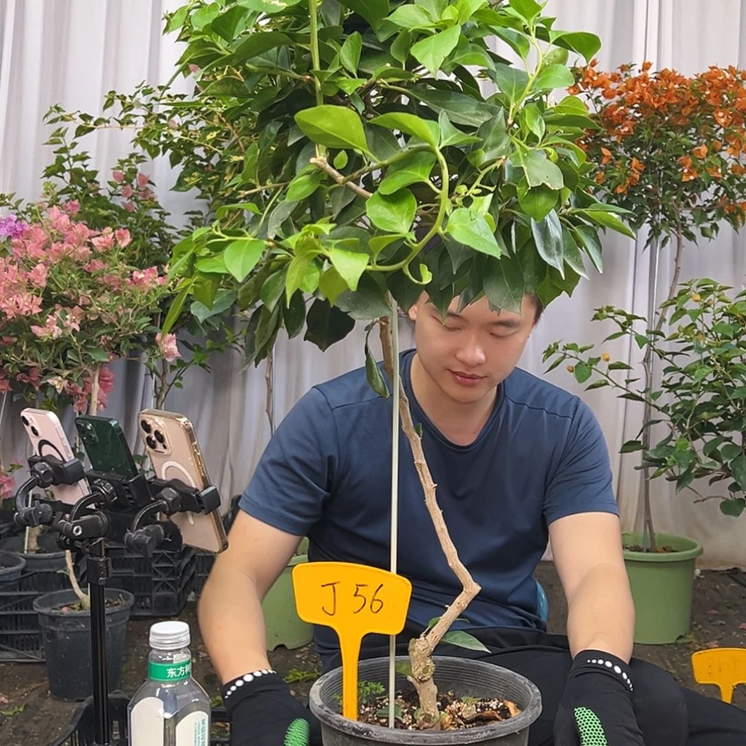 罗***三当前无花栽培后可以开花J56佩德罗