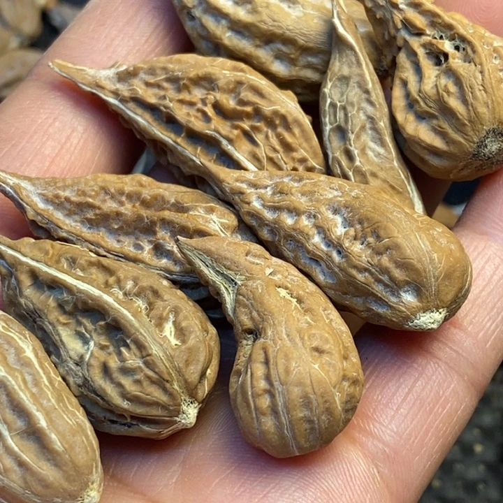 心***凉吊坠文玩核桃娜姐65