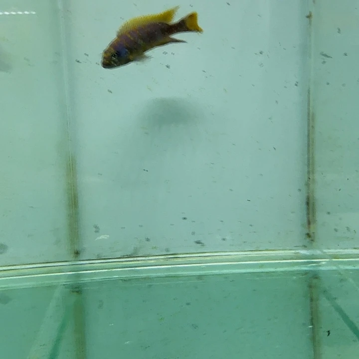 霓虹灯鱼麒麟斑马1068。