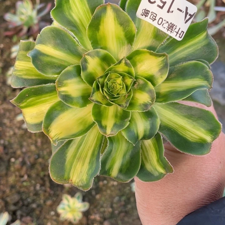 瓜***子153暴君多肉123456789
