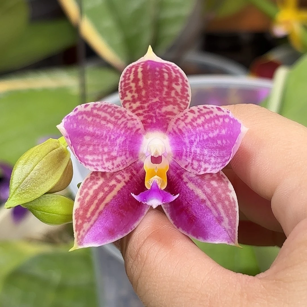 大部分花苞少量开放斑马824