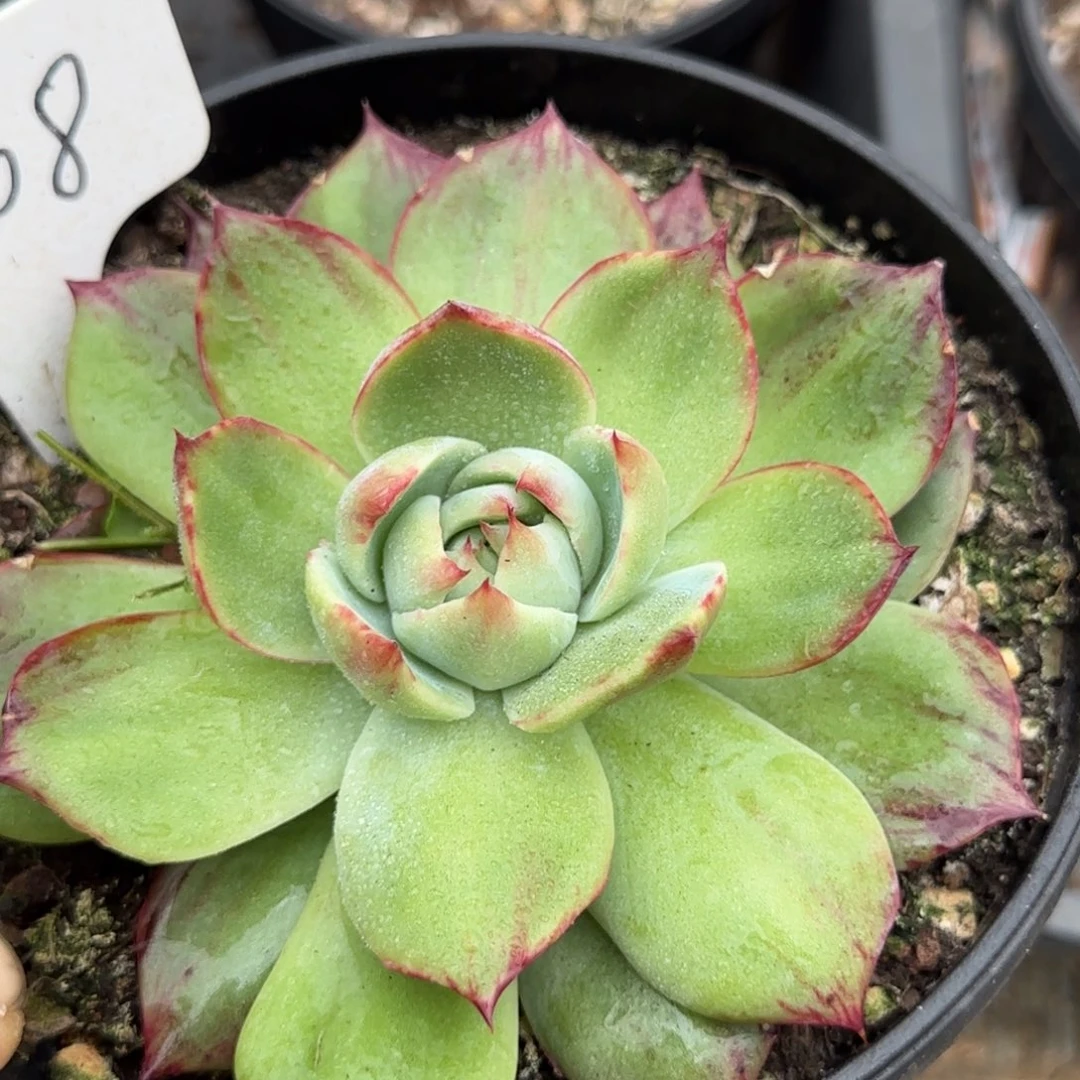 惊鸿一物一拍包装收缩花旱108