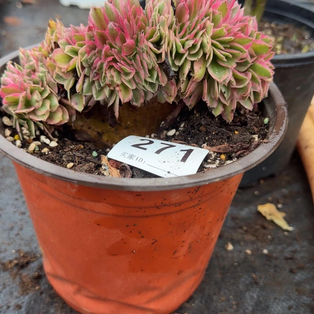 秀***秀精品多肉植物0271