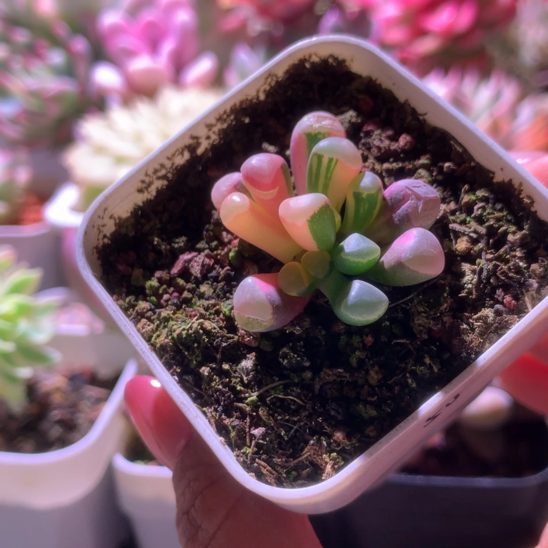 五十铃玉拉丝锦有根