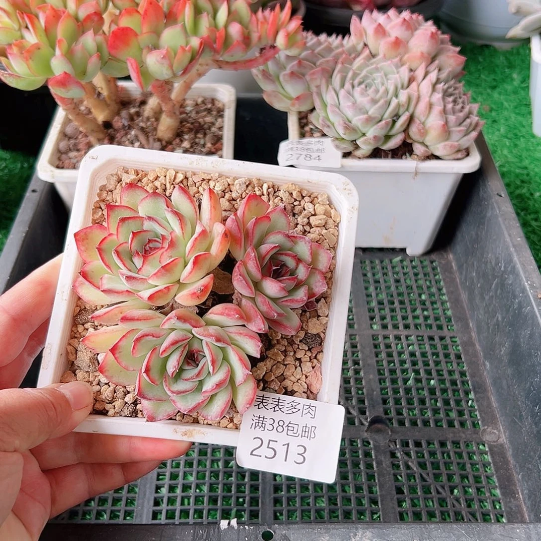 多肉一物一拍植物2513