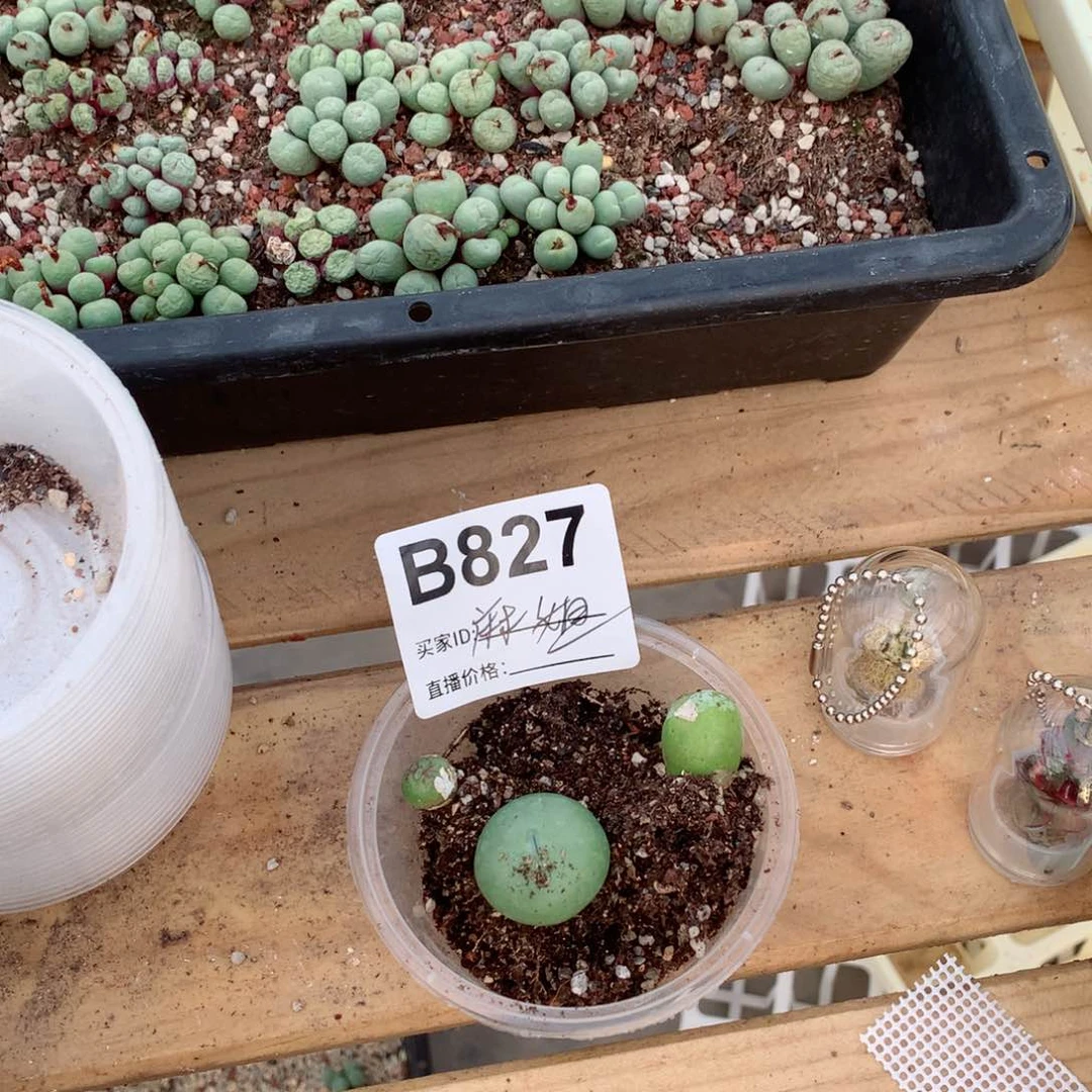 B827麻姐专拍植物