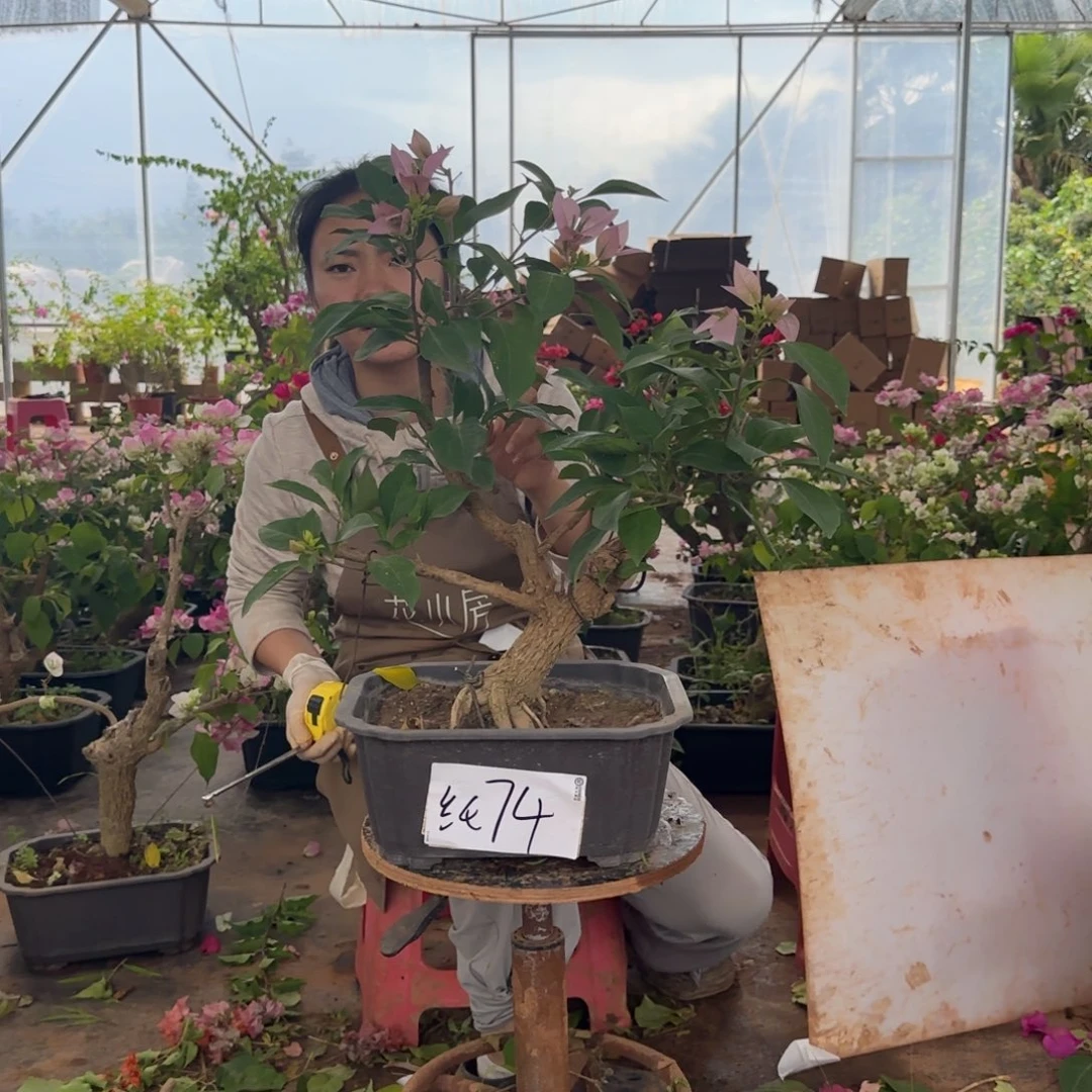 大部分花苞少量开放金夫人 74