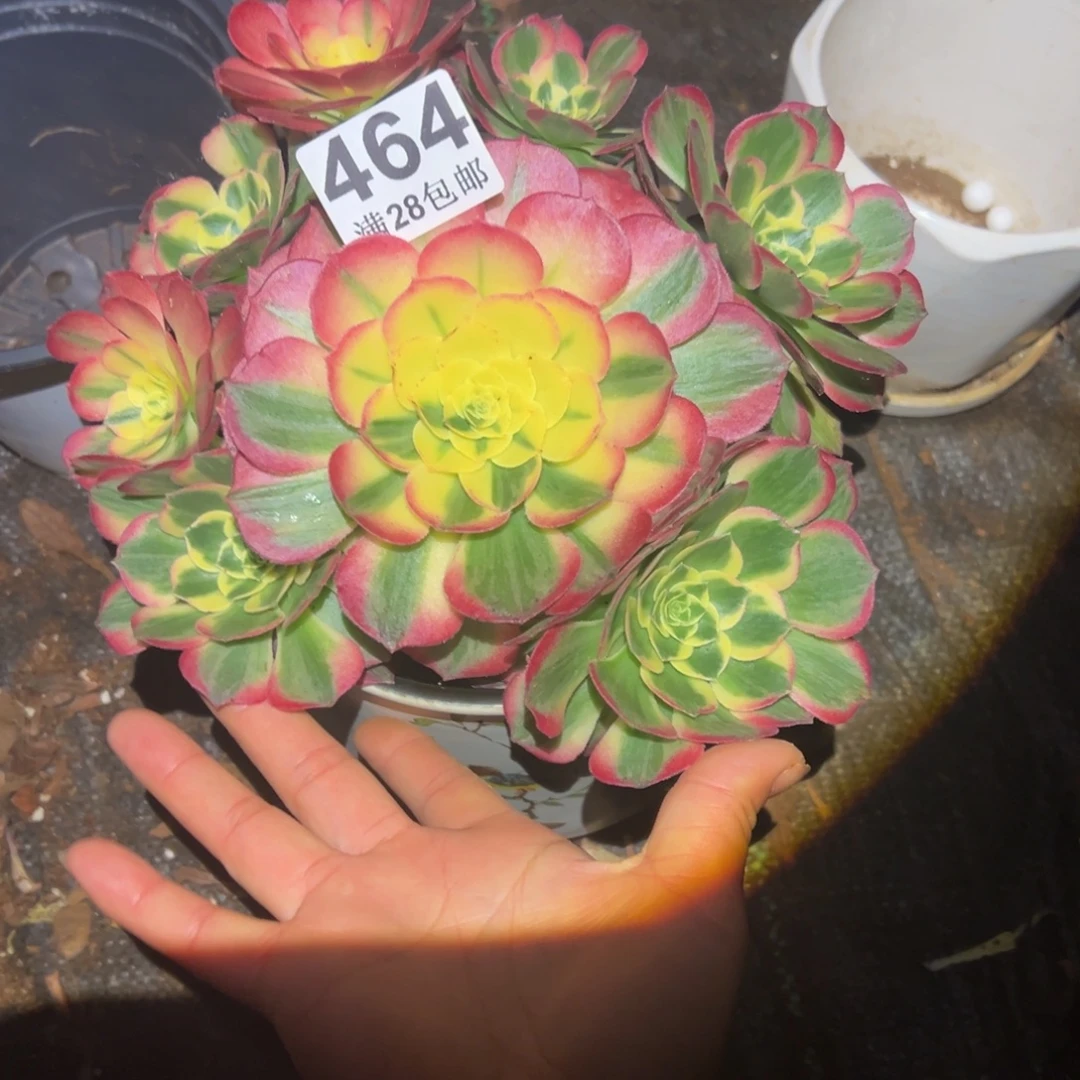 多肉植物464脱土的