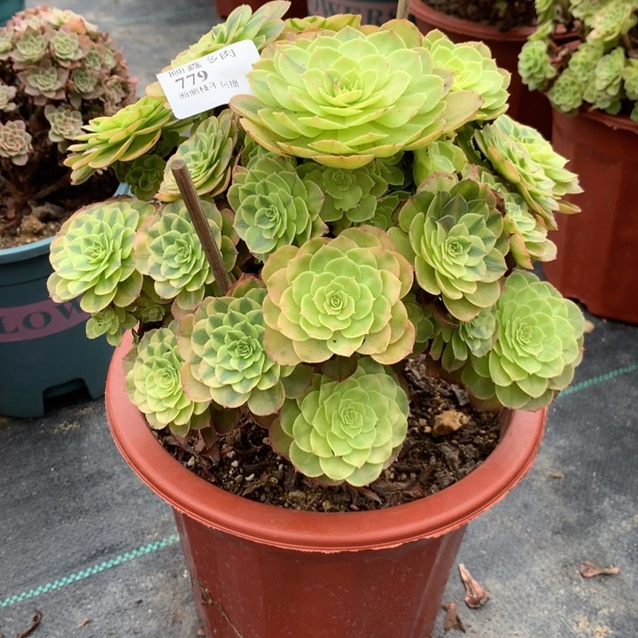 779雨荷花多肉植物特价