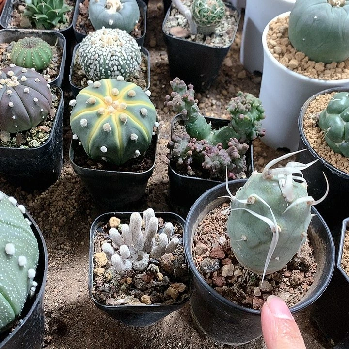 36874257426842685687