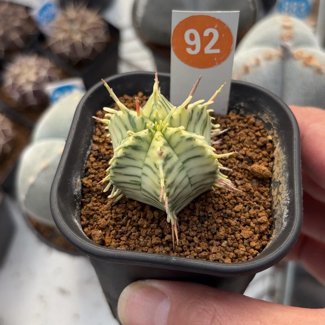 92斑马魁伟玉锦带盆带土