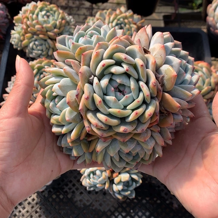 捂****1446嗯嗯嗯嗯嗯嗯好喜欢我