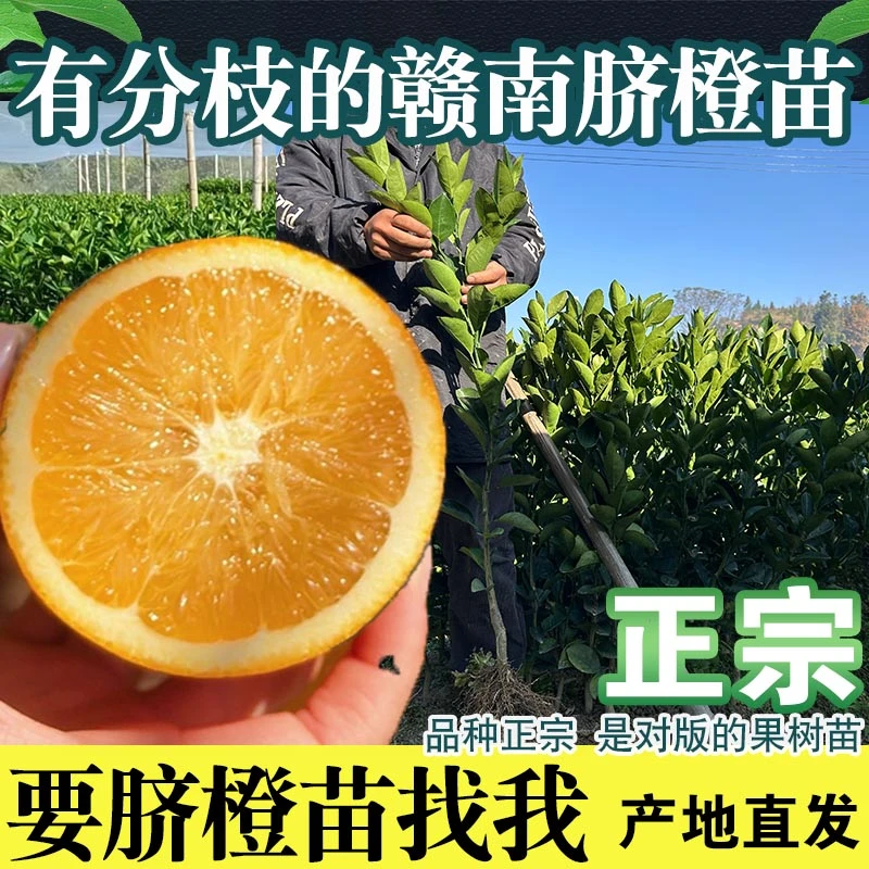 赣南脐橙苗嫁接二年分枝开叉黄心橙子苗高产纽荷尔50607080公分高