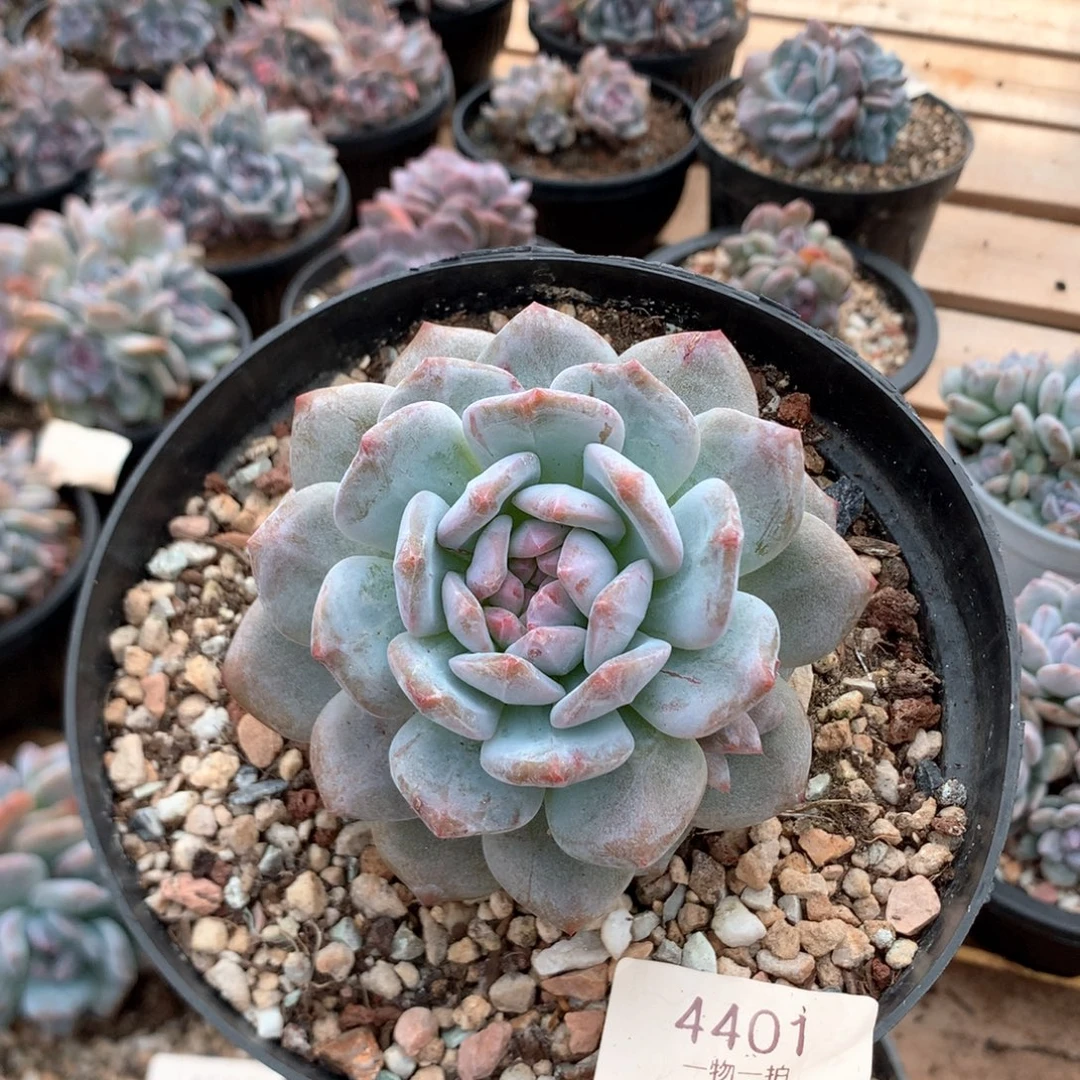 9厘米星影石化 4401