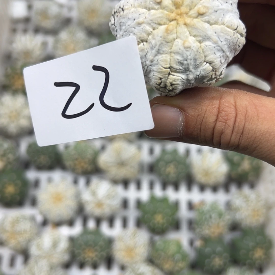 姗****22 多肉植物仙人球