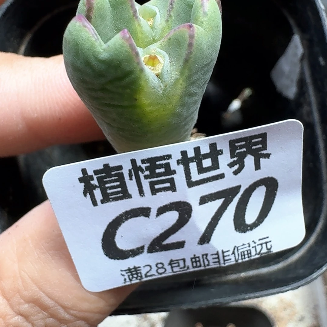 多肉植物的人生fghh