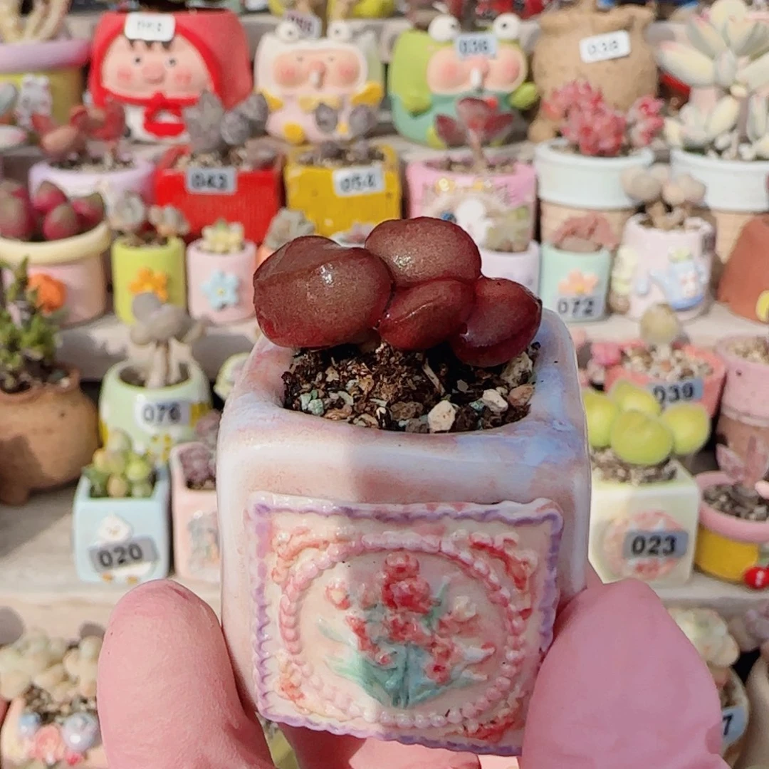 可爱红蛋 盆口2.5cm