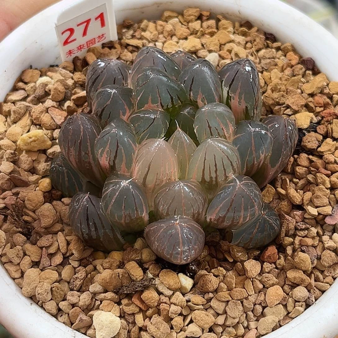 271糊斑霓虹灯玉露锦