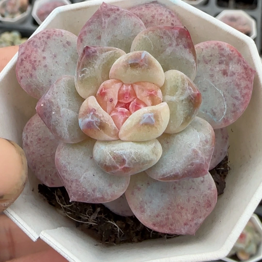 小卡拉米糖心一物一拍