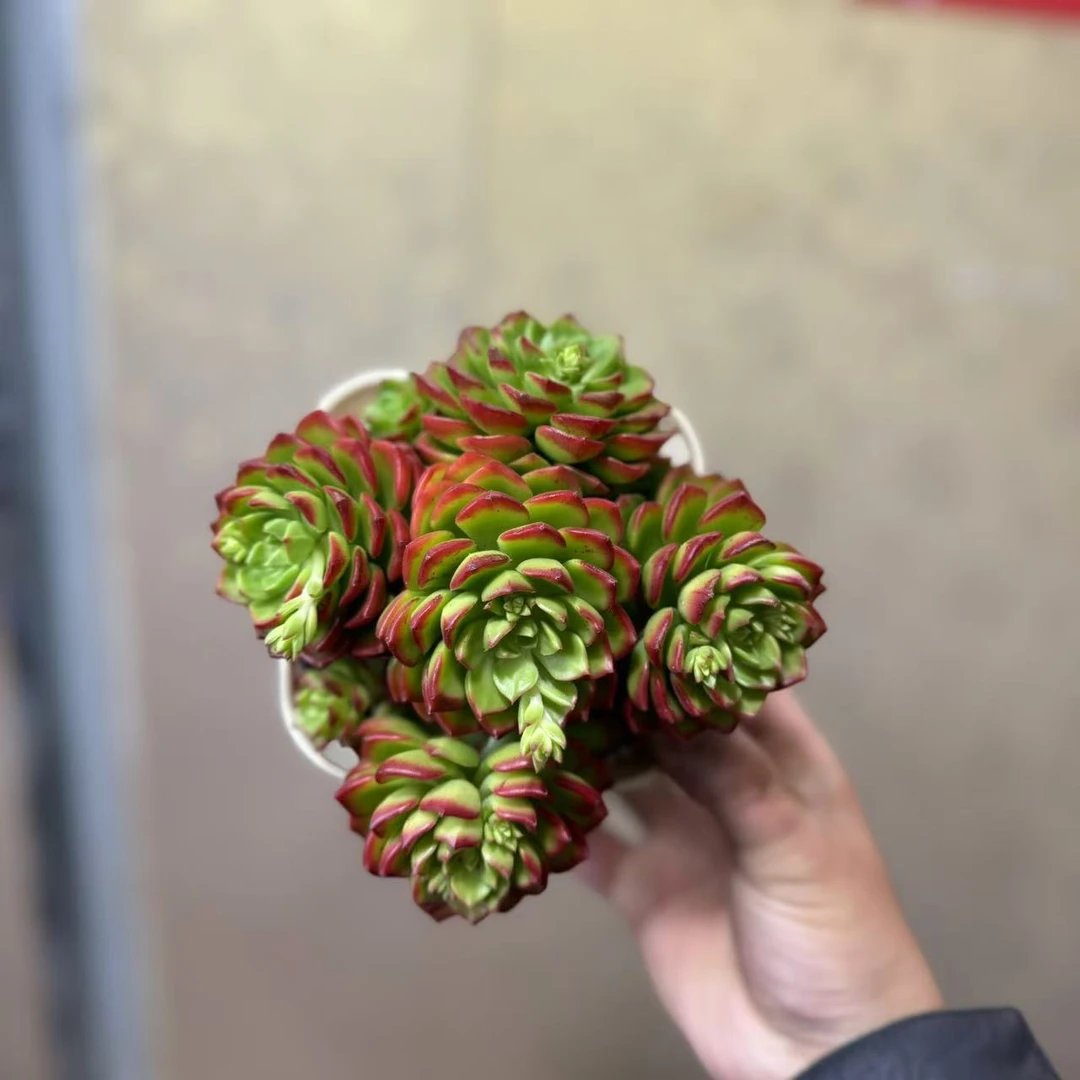 西藏包邮火焰蒂亚西藏绿源花卉包邮·火焰蒂亚