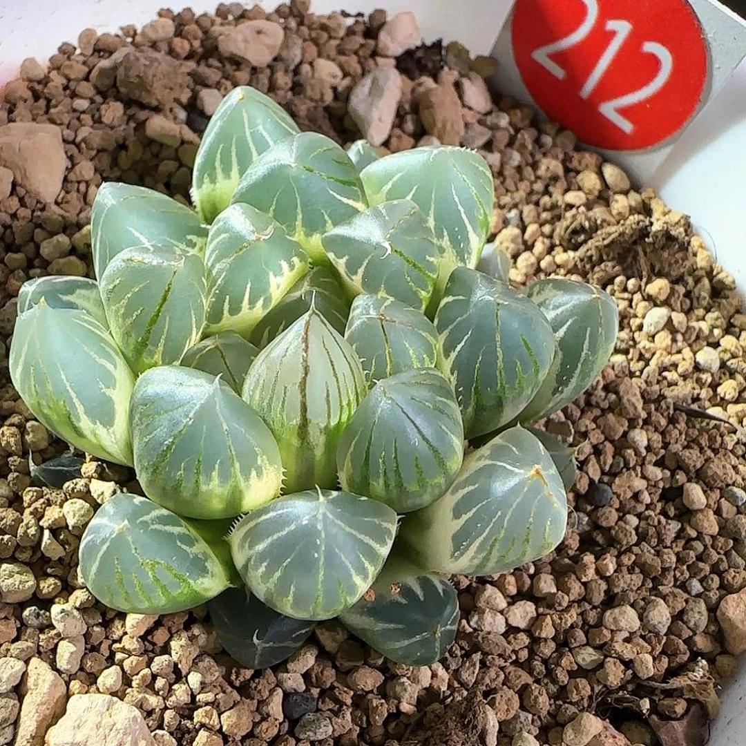 212号糊斑蓝光霓虹灯一物一拍带盆土